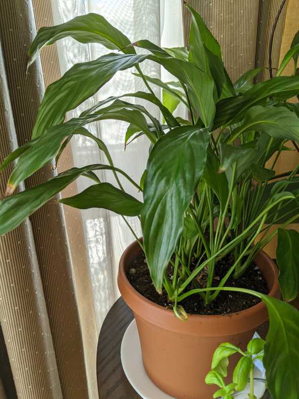 Repotted Peace lily