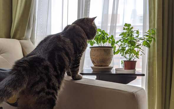 Curious cat and herbs