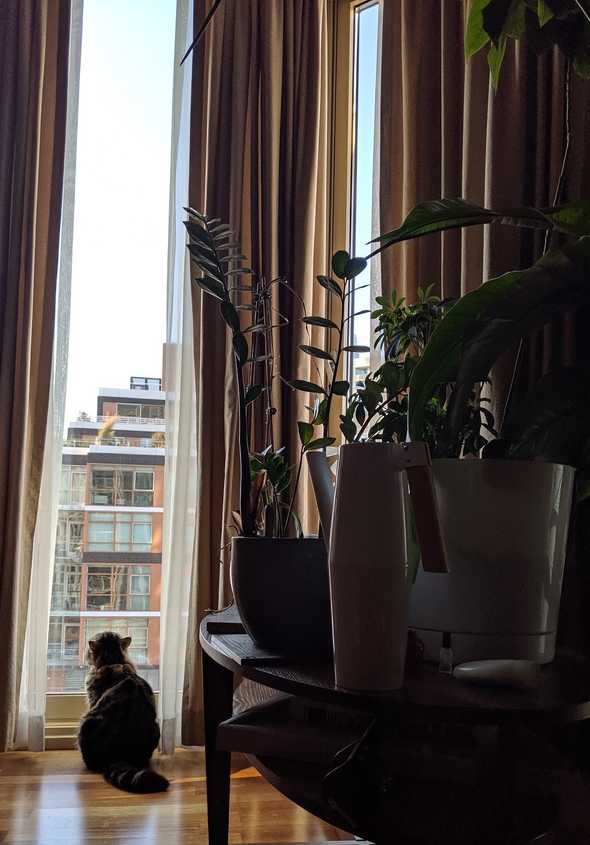 Cat and plants